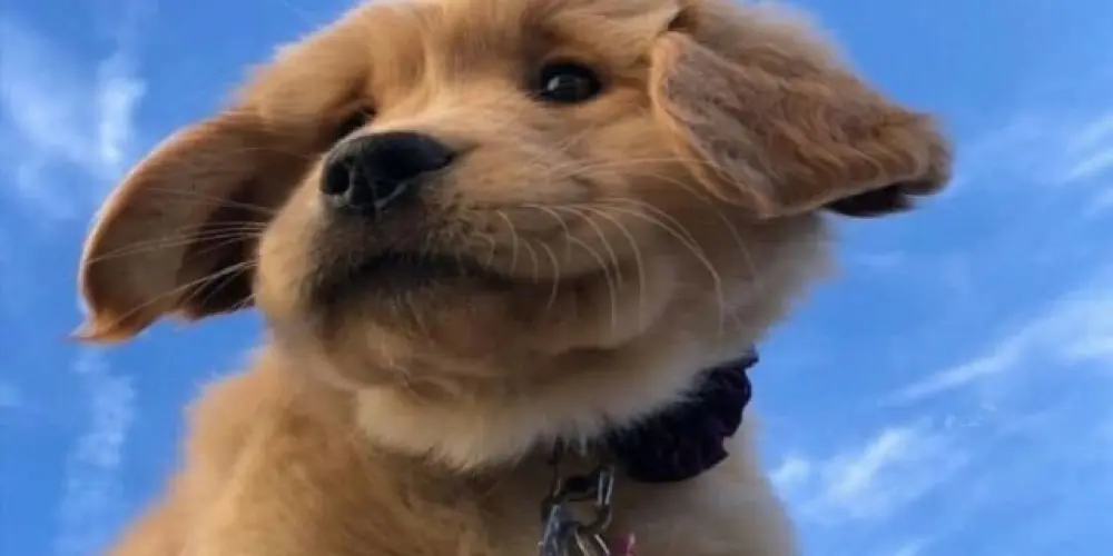 Imagem do grupo de WhatsApp ★ᴇ ᴀᴍᴢᴅ ★