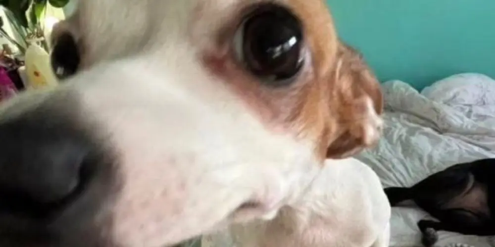 Imagem do grupo de WhatsApp 𝐙𝐎𝐑𝐑𝐀 𝐓𝐎𝐓𝐀𝐋 ×͜×