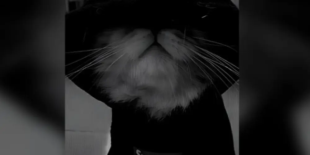 Imagem do grupo de WhatsApp !𝕯𝖆𝖗𝖐𝖋𝖎𝖗𝖊.愛🇹🇷