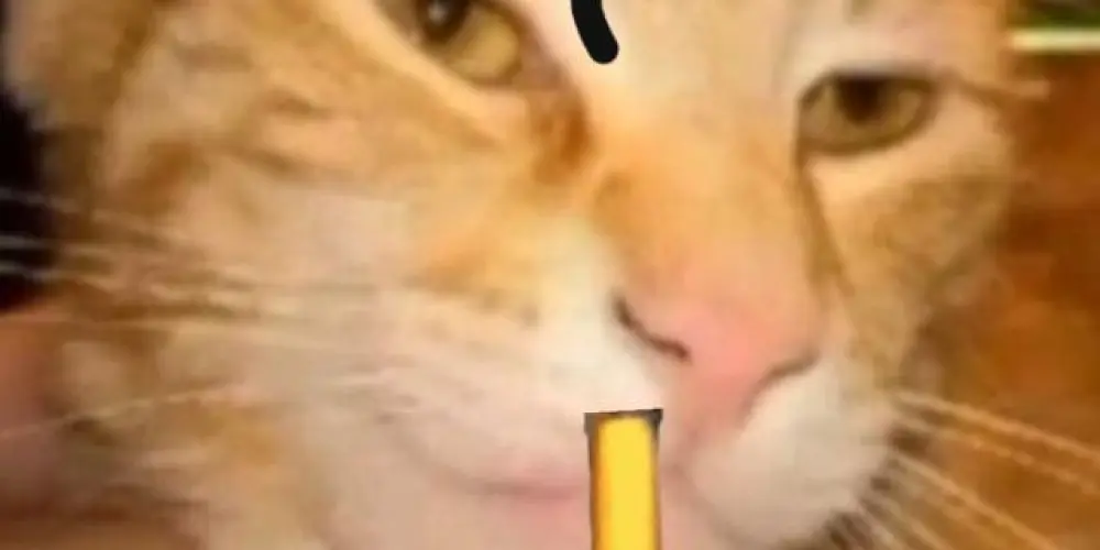 Imagem do grupo de WhatsApp 𝐎𝐬 𝐚𝐧𝐭𝐢-𝐬𝐨𝐜𝐢𝐚𝐥 🤪