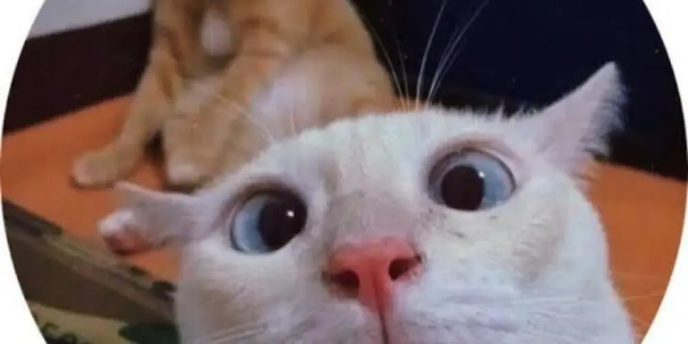 Imagem do grupo de WhatsApp 𝔸𝕞𝕚𝕫𝕒𝕕𝕖 𝕧𝕚𝕣𝕥𝕦𝕒𝕝