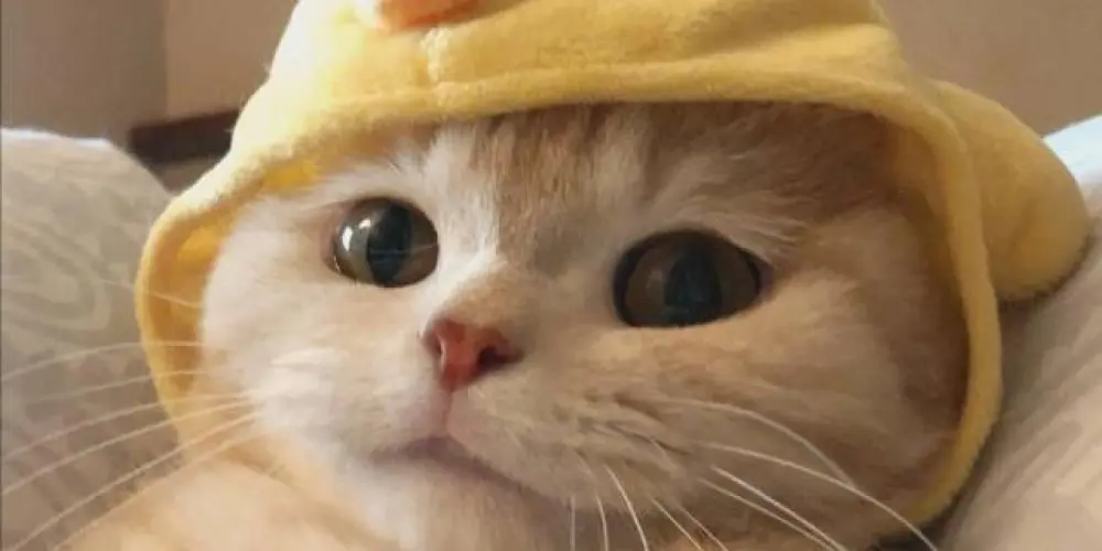 Imagem do grupo de WhatsApp 💞𝑨𝒘𝒆𝒔𝒐𝒎𝒆 𝒕𝒆𝒆𝒏𝒔🤬