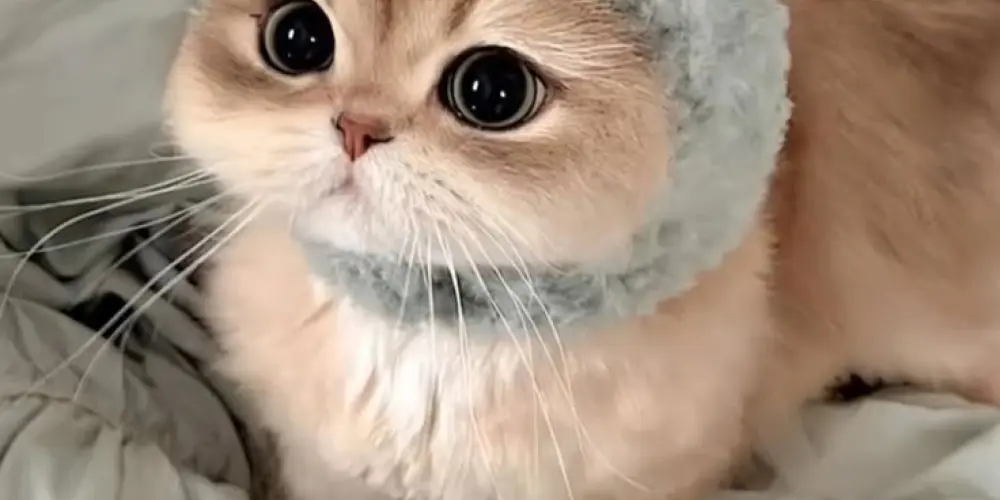 Imagem do grupo de WhatsApp 『𝐂𝐡𝐚𝐭』