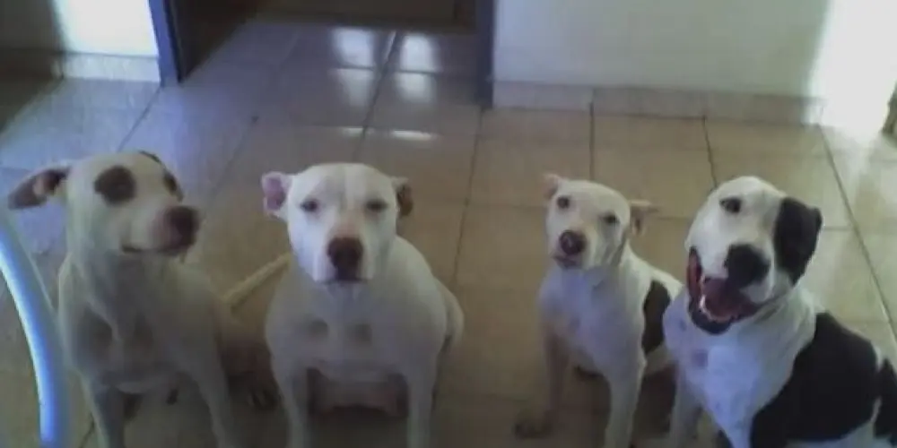 Imagem do grupo de WhatsApp 𝙾𝚜 𝙵𝚊𝚛𝚘𝚏𝚎𝚒𝚛𝚘𝚜🫠