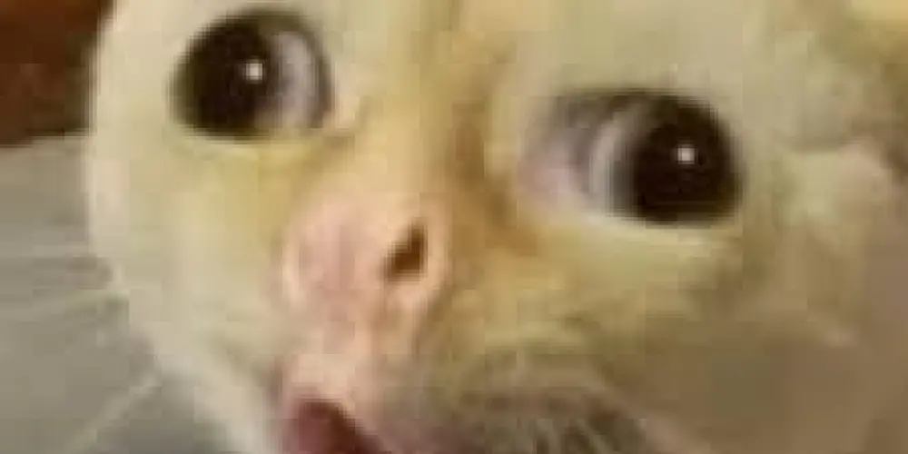 Imagem do grupo de WhatsApp ✰ 𝔸 𝕀𝕣𝕞𝕒𝕟𝕕𝕒𝕕𝕖 ✰