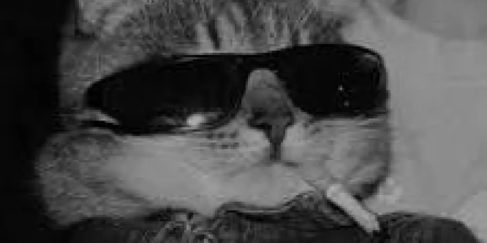 Imagem do grupo de WhatsApp 𝕮𝖆𝖘𝖙𝖊𝖑𝖔 𝖉𝖆 𝕷𝖔𝖚𝖈𝖚𝖗𝖆