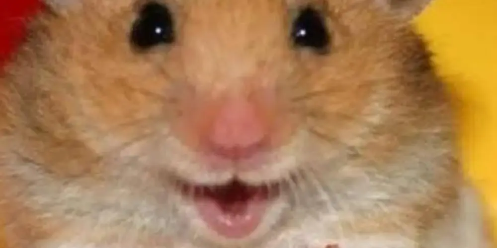 Imagem do grupo de WhatsApp ♥️𝖆𝖒𝖎𝖟𝖆𝖉𝖊♥️