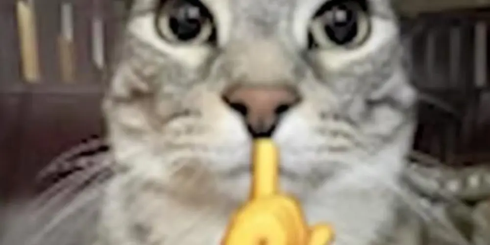 Imagem do grupo de WhatsApp ミ 𝘍𝘜𝘎𝘐𝘛𝘐𝘝𝘖𝘚 𝘋𝘖 𝘊𝘈𝘗𝘚 彡