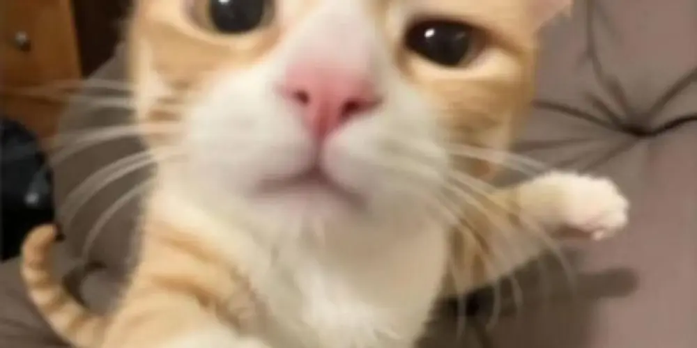 Imagem do grupo de WhatsApp ∞𝙸𝚗𝚏𝚒𝚗𝚒𝚝𝚢 𝙷𝚘𝚞𝚜𝚎 🏠