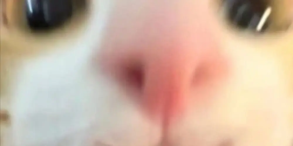 Imagem do grupo de WhatsApp 🔥🍓 𝓒𝓛𝓤𝓑𝓔 𝓓𝓐 𝓙𝓤𝓤𝓗𝓩 🍓🔥