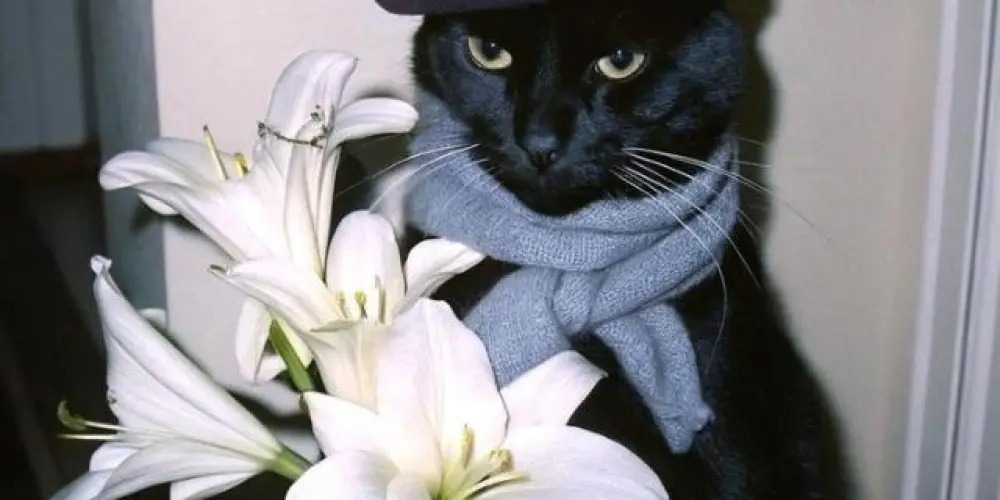 Imagem do grupo de WhatsApp 𝐶𝐻𝐴𝑇 𝑇𝑂𝑅𝐼𝐴