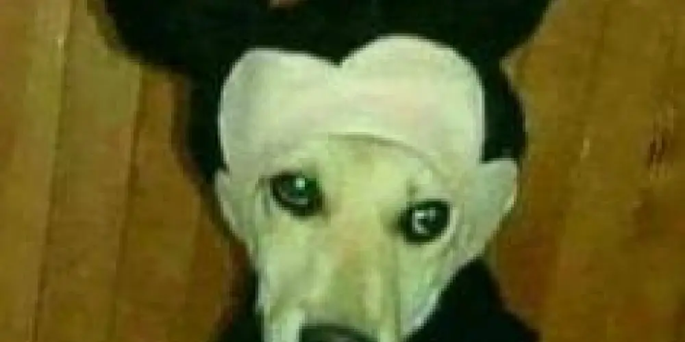 Imagem do grupo de WhatsApp 🤪 Ｚｏｎａ 🥴