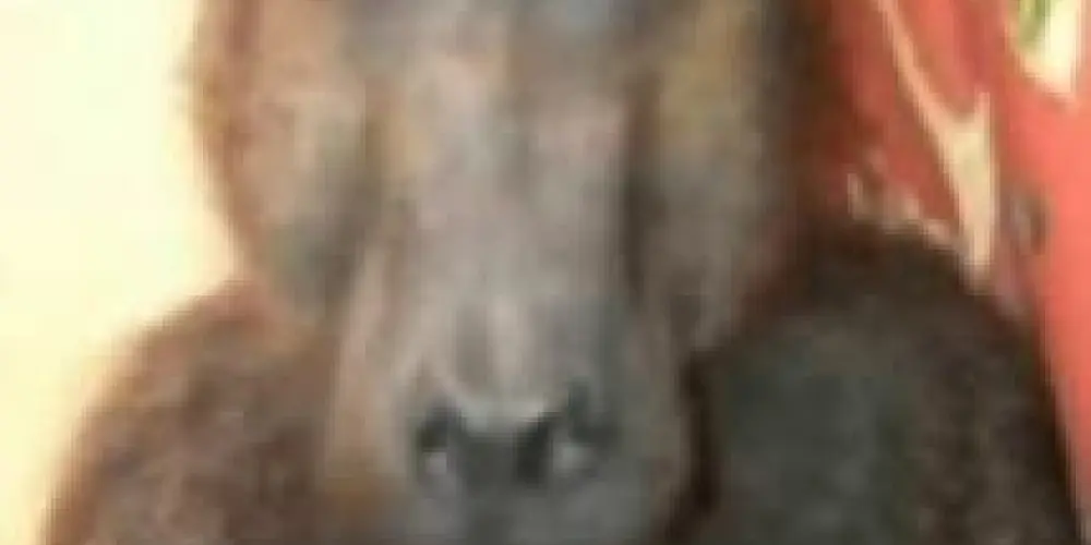 Imagem do grupo de WhatsApp 𝐒𝐊𝐈𝐃𝐄𝐃𝐀