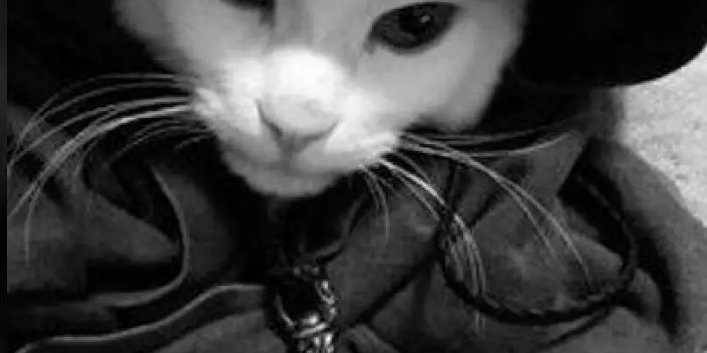 Imagem do grupo de WhatsApp 𝕶𝖞𝖗𝖟𝖆𝖐⚠