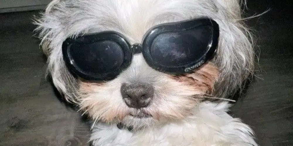 Imagem do grupo de WhatsApp 🔱 𝑪𝒓𝒂𝒛𝒚 𝑪𝒉𝒂𝒕 🔱