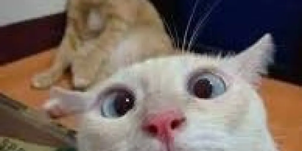 Imagem do grupo de WhatsApp 🅞🅢 🅓🅔🅢🅐🅙🅤🅢🅣🅐🅓🅞🅢 🤪