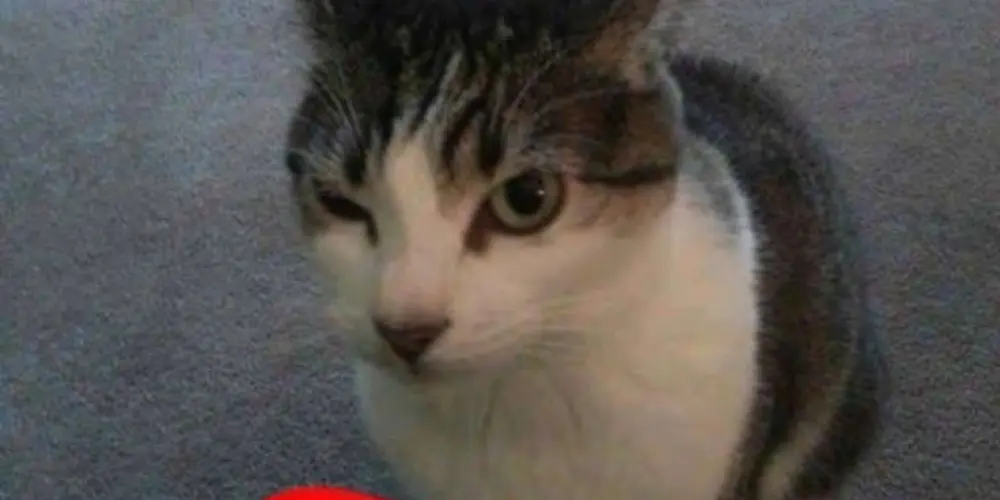 Imagem do grupo de WhatsApp 🏳️‍🌈𝕥𝕙𝕖 𝕝𝕦𝕩𝕦𝕣𝕚𝕠𝕦𝕤🏳️‍🌈