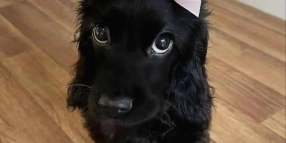 Imagem do grupo de WhatsApp 𝒩𝑒𝓌 𝒲𝑜𝓇𝓁𝒹