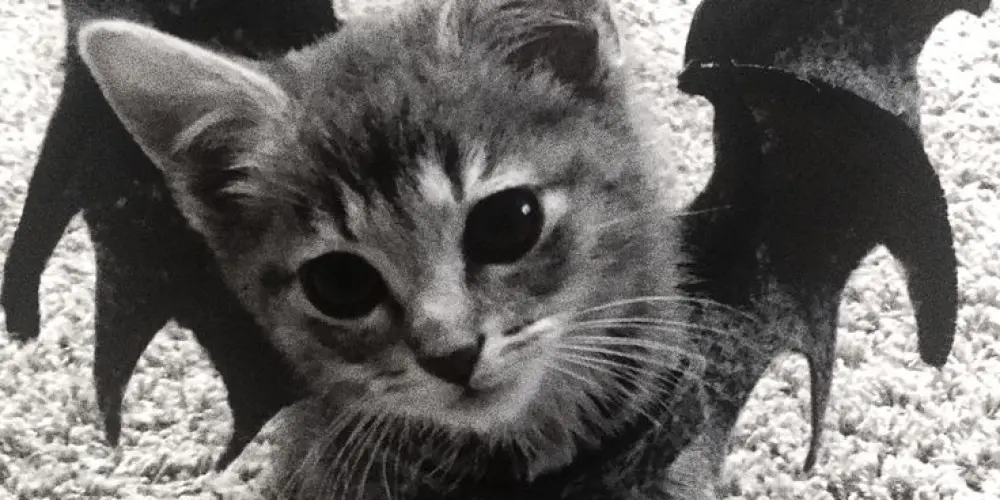 Imagem do grupo de WhatsApp 🖤𝑺𝑶 𝑹𝑬𝑮𝑹𝑬𝑺𝑺𝑶🩸