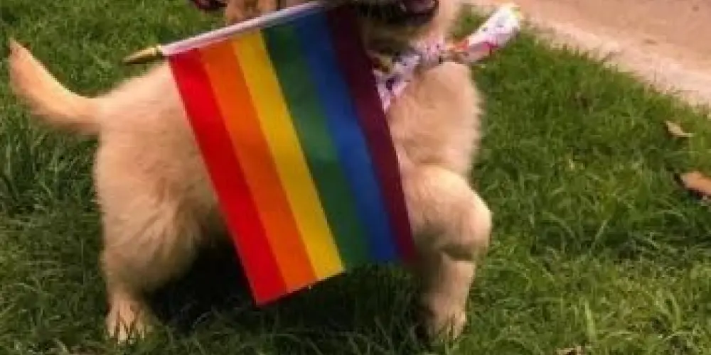 Imagem do grupo de WhatsApp 𝑳𝑮𝑩𝑻 𝒅𝒆 𝑨𝒍𝒂𝒈𝒐𝒂𝒔🏳️‍🌈