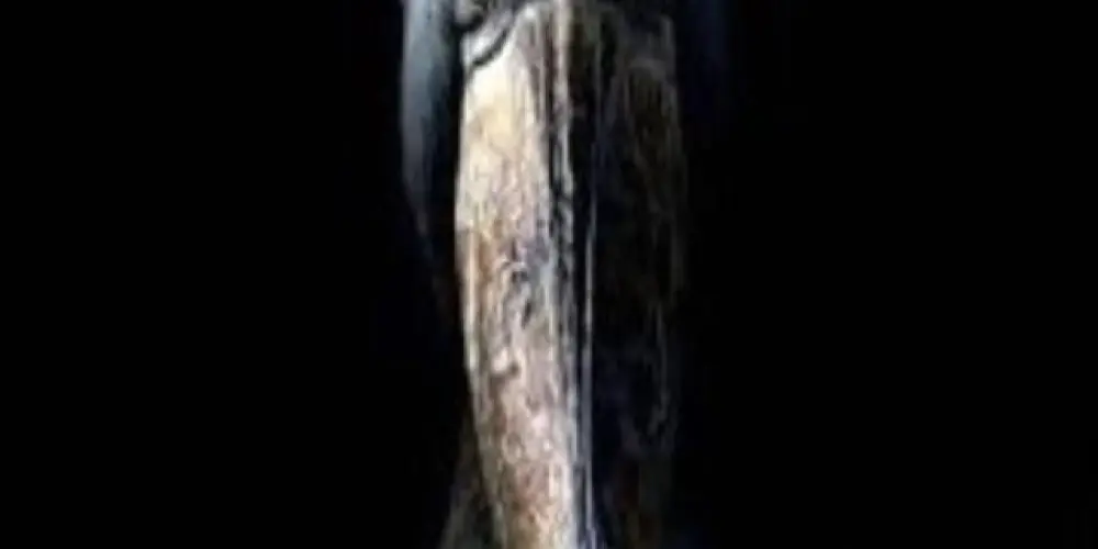 Imagem do grupo de WhatsApp ⛃𖤍𝕤𝕖𝕟𝕫𝕒𝕝𝕒࿐