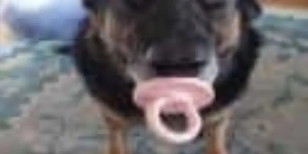 Imagem do grupo de WhatsApp 𝕿𝖚𝖗𝖒𝖎𝖓𝖍𝖆 𝖉𝖔 ᵗᵗᵏ