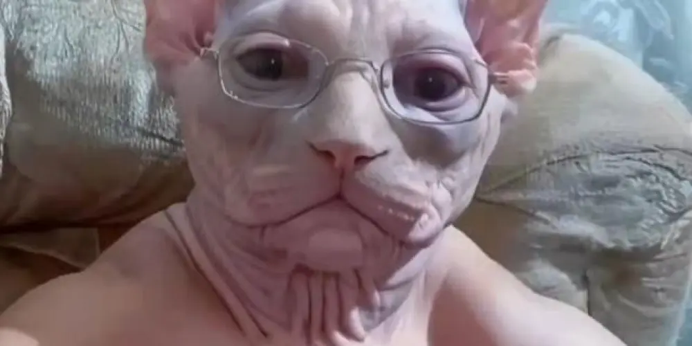 Imagem do grupo de WhatsApp ℤ𝕆𝔼𝕀ℝ𝔸 𝕋𝕆𝕋𝔸𝕃 🤠🫩🔥