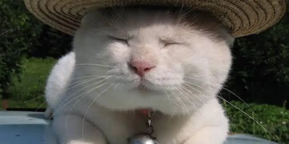 Imagem do grupo de WhatsApp 𝐒𝐇𝐈𝐓𝐏𝐎𝐒𝐓 𝐃𝐀 𝐙𝐔𝐄𝐈𝐑𝐀  (◠‿◕)👌