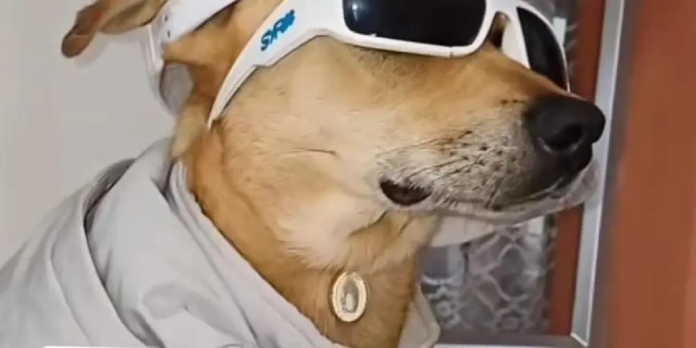 Imagem do grupo de WhatsApp 💫𝐑𝐄𝐒𝐄𝐍𝐇𝐀 𝐒𝐄𝐌 𝐅𝐈𝐌🥳