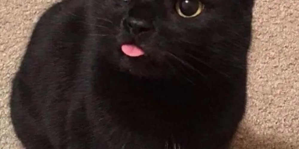 Imagem do grupo de WhatsApp .•♫•♬• 𝕘𝕣𝕦𝕡𝕠 𝕕𝕠𝕤 𝕟𝕠𝕚𝕒•♬•♫•.