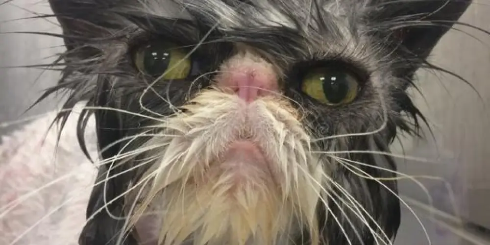 Imagem do grupo de WhatsApp ִ ࣪✮🕷✮⋆˙𝕽𝖊𝖙𝖗𝖔𝖈𝖊𝖘𝖘𝖔ִ ࣪✮🕷✮⋆˙