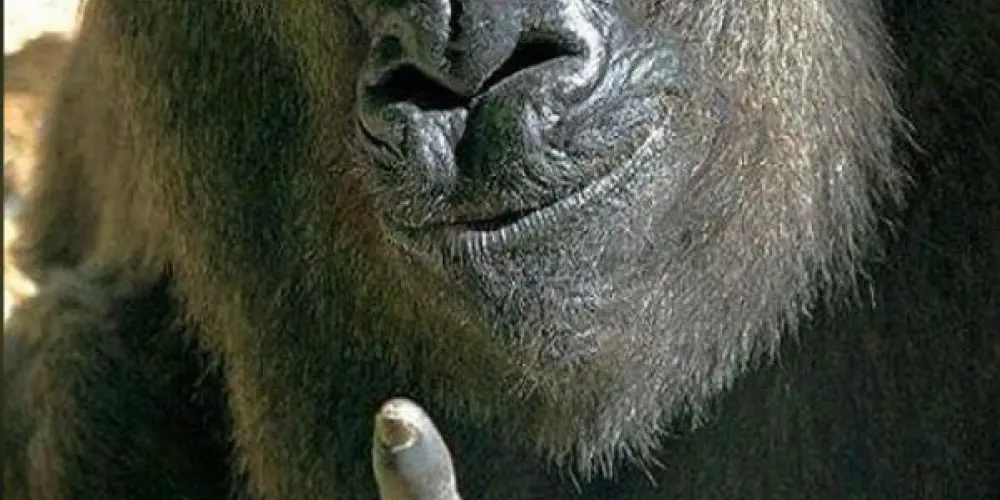 Imagem do grupo de WhatsApp 𝙐𝙣𝙞𝙙𝙤𝙨 𝙋𝙚𝙡𝙤 𝙒𝙞-𝙁𝙞 🛜