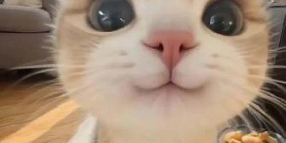 Imagem do grupo de WhatsApp 𝕱𝖗𝖎𝖊𝖓𝖉𝖘𝖍𝖎𝖕 ✨