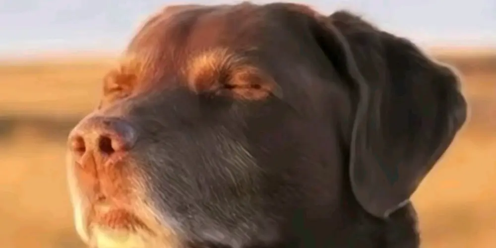 Imagem do grupo de WhatsApp ┇𝘼𝘾𝘼𝘿