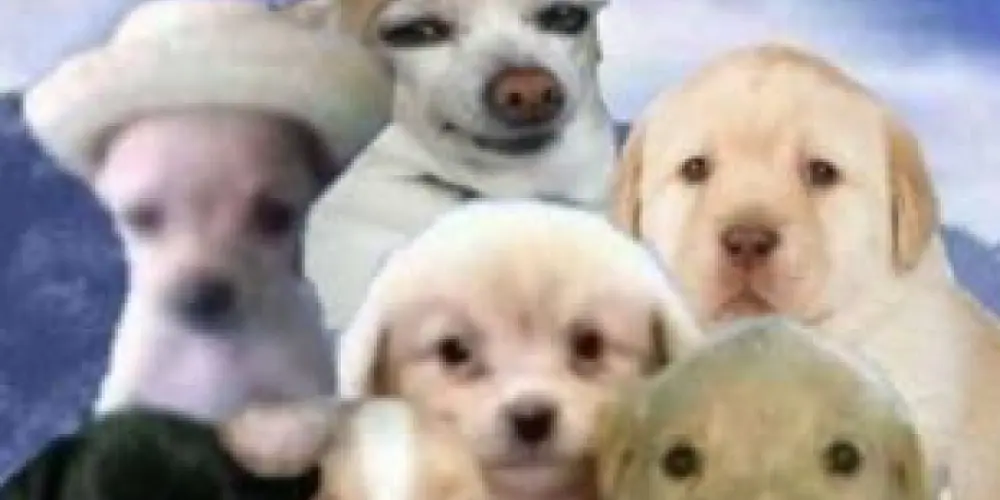 Imagem do grupo de WhatsApp 𝗦𝗶𝗻𝗮𝗽𝘀𝗲 𝗰𝗼𝗹𝗲𝘁𝗶𝘃𝗮 ⃤