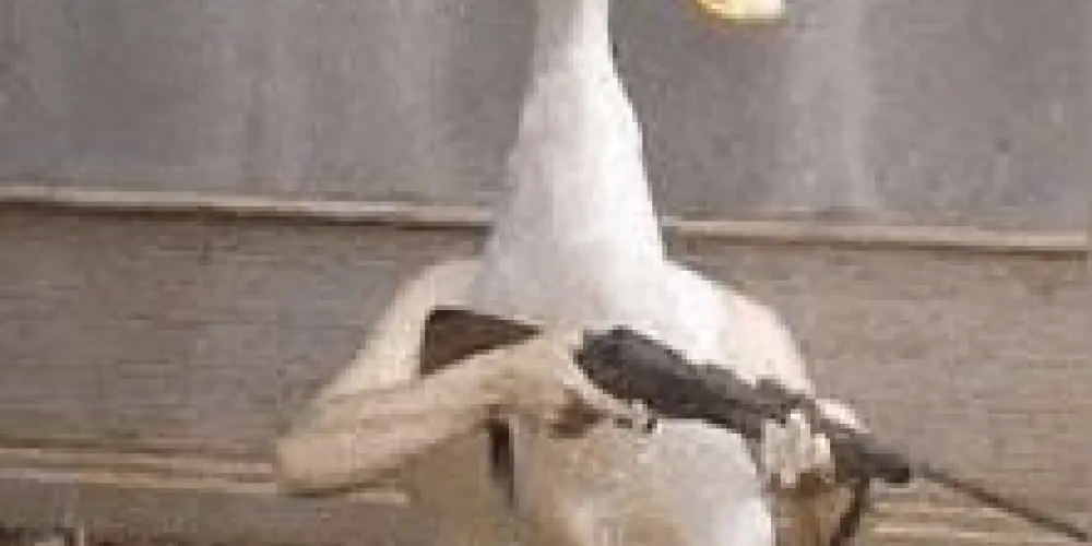 Imagem do grupo de WhatsApp ☞ ℤ𝕌𝔼𝕀ℝ𝔸 𝕀ℕ𝕊𝔸ℕ𝔸 ⚔︎