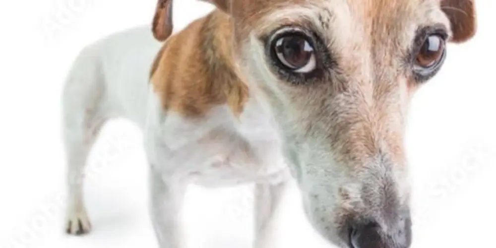 Imagem do grupo de WhatsApp 𝒂𝒎𝒊𝒛𝒂𝒅𝒆𝒔