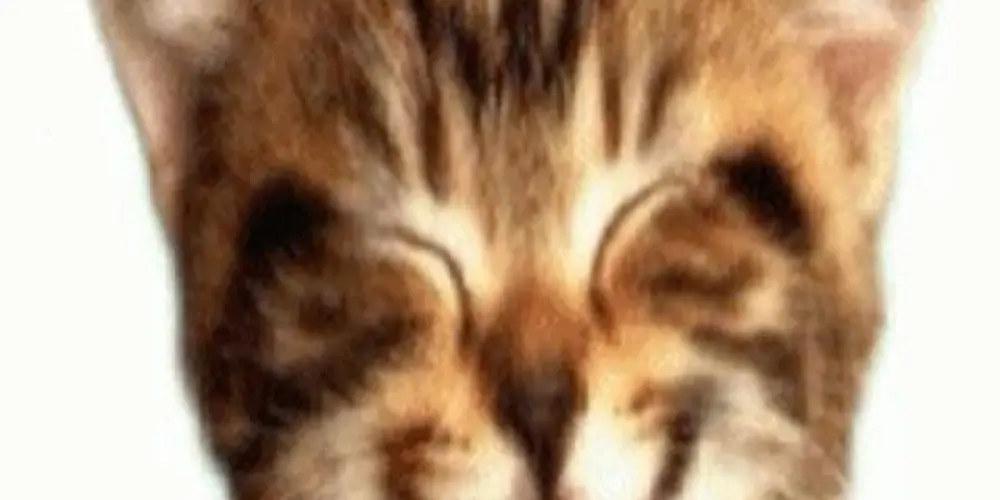 Imagem do grupo de WhatsApp 𝔸ℝ𝕄𝔸ℤ𝔼́𝕄 ☕︎︎