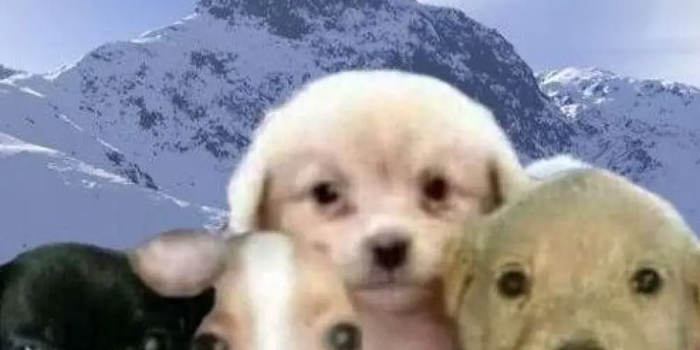 Imagem do grupo de WhatsApp ♡꧁𝕺𝖘 𝕽𝖊𝖘𝖊𝖓𝖍𝖆𝖘꧂♡