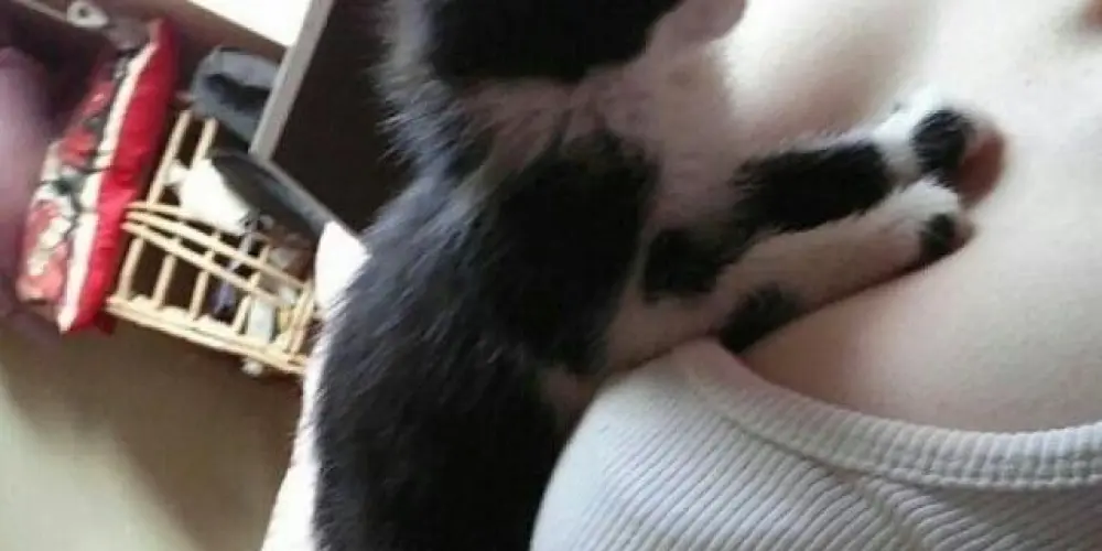 Imagem do grupo de WhatsApp 🇦🇱༺𝐁𝐥𝐚𝐜𝐤𝐰𝐚𝐭𝐞𝐫༻🇦🇱