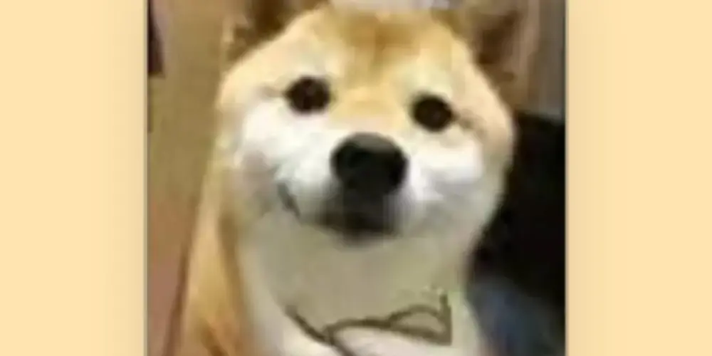 Imagem do grupo de WhatsApp 🩷𝕗𝕠𝕗𝕠𝕔𝕒𝕤