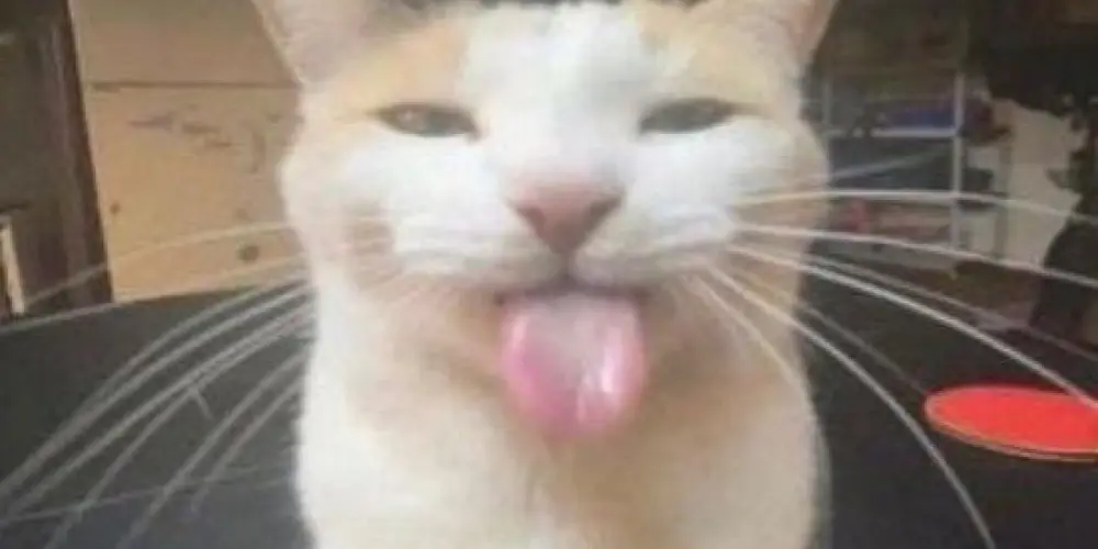 Imagem do grupo de WhatsApp 𝐚𝐦𝐢𝐳𝐚𝐝𝐞𝐬 𝐝𝐮𝐯𝐢𝐝𝐨𝐬𝐚𝐬