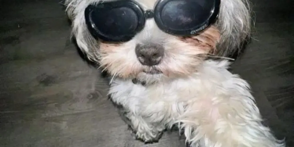 Imagem do grupo de WhatsApp 𝓞 𝓫𝓪𝓷𝓭𝓸 😝