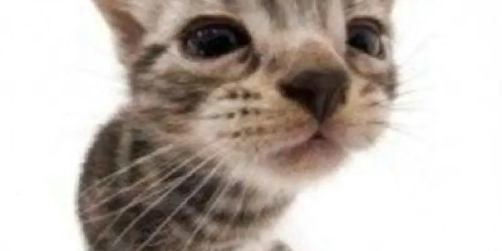 Imagem do grupo de WhatsApp 💬• 🌎〢「𝙉𝙊𝙑𝘼 𝙀𝙍𝘼❕」.⋆