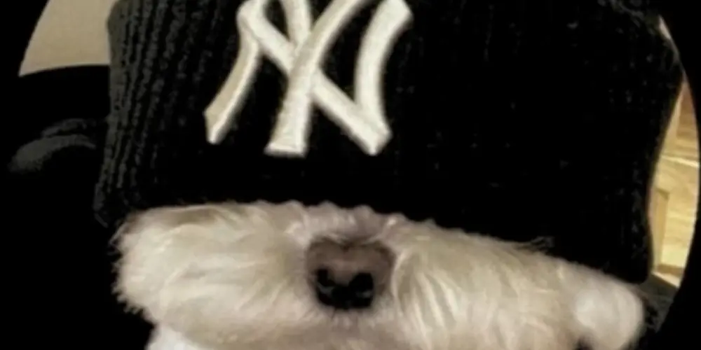 Imagem do grupo de WhatsApp 𝖅𝖔𝖊𝖎𝖗𝖆 💯