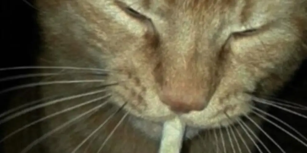 Imagem do grupo de WhatsApp 𝐿𝐴𝑆 𝑉𝐸𝐺𝐴𝑆