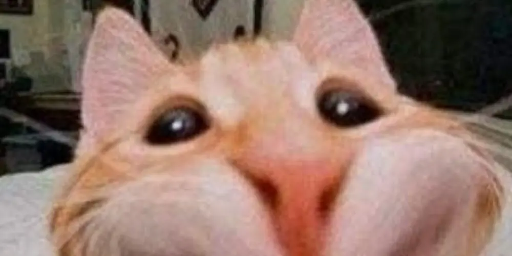 Imagem do grupo de WhatsApp 𝑫𝑬𝑺𝑶𝑪𝑼𝑷𝑺𝑫𝑶𝑺~👽