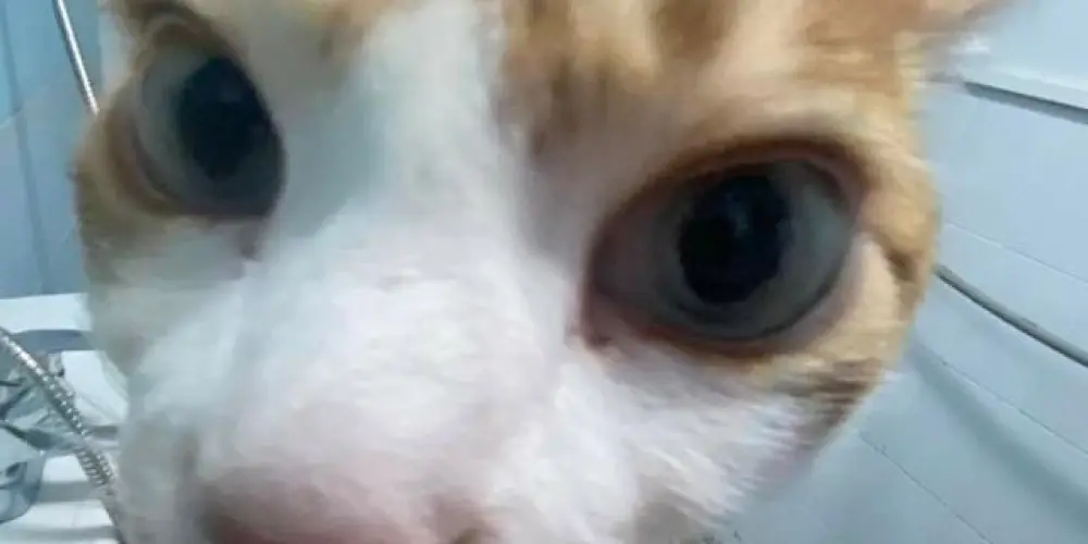 Imagem do grupo de WhatsApp 🄴 🅂🄾 🄻🄾🅄🄲🅄🅁🄰