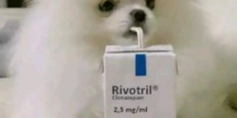 Imagem do grupo de WhatsApp 𝙍𝙄𝙑𝙊𝙏𝙍𝙄𝙇🧃💊