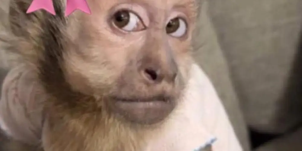 Imagem do grupo de WhatsApp 𝐓𝐫𝐢𝐚𝐠𝐞𝐦 𝐝𝐚𝐬 𝐬𝐚𝐟𝐢𝐜𝐚𝐬👽🌀